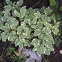 Bishops_foot_2004-09-18