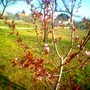 image_00516.jpg (Prunus spinosa Purpurea)