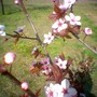 image_00528.jpg (Prunus spinosa Purpurea)