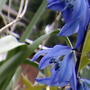 Does any one know what these are? (Scilla siberica (Siberian squill))