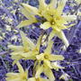 Forsythia (previous spring) (Forsythia)