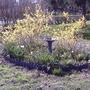 Forsythia (early one spring) (Forsythia)