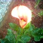 Arum Lily 2007 (Zantedeschia aethiopica (Arum lily))
