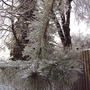 Red pine after ice storm (Pinus resinosa)
