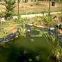 Scirpus (Scirpus lacustris "Albescens")