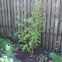 Phyllostachys nigra (Phyllostachys nigra (Black bamboo))