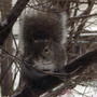 Hungry squirrel