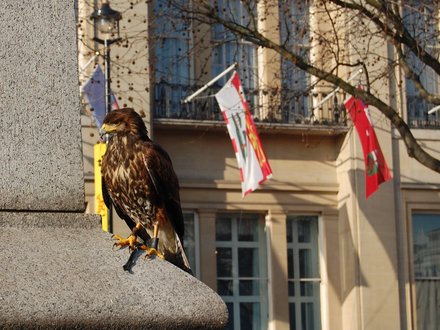 Harris Hawk in Trafalgar Square
