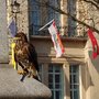 Harris Hawk in Trafalgar Square