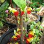 Impatiens Niamniamensis