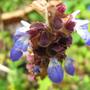 Salvia Rubiginosa
