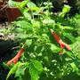 Salvia Sessei x Salvia Regla