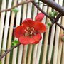 CHAENOMELES JAPONICA....