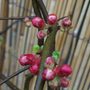 BUDS of the Chaenomeles Japonica Shrub