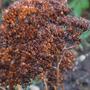 ICE PLANT SEED HEAD