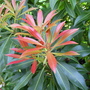 Pieris japonica
