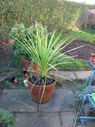 Cordyline