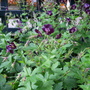 Geranium phaeum