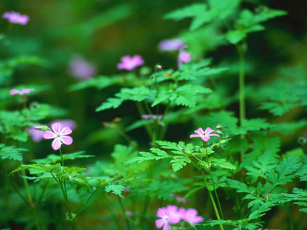 A garden flower photo