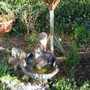 Bird Bath
