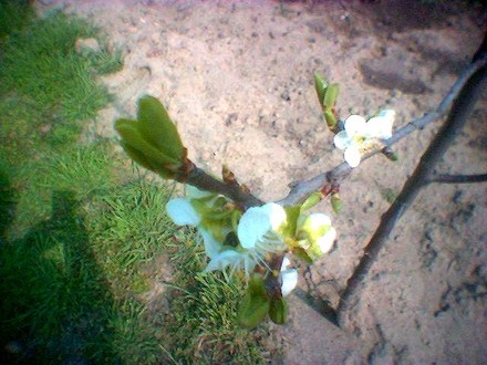 Malus domestica (Malus domestica (Apple))