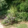 Zebra grass 2007 (Miscanthus sinensis (Miscanthus))