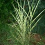 Zebra grass 2006 (Miscanthus sinensis (Miscanthus))