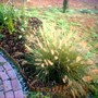 Fountain grass 2006 (Pennisetum alopecuroides (Chinese Fountain Grass))