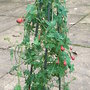 Tropaeolum tricolor 1 (Tropaeolum tricolor)