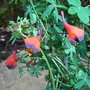 Tropaeolum tricolor 2 (Tropaeolum tricolor)