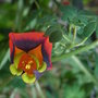 Tropaeolum tricolor 3 (Tropaeolum tricolor)
