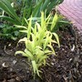 Milium effusum (Milium effusion "Aureum")