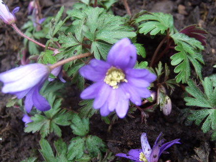 Anemone blanda (Anemone blanda (Anemone))
