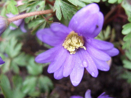 Anemone blanda bloom (Anemone blanda (Anemone))