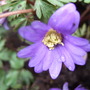 Anemone_blanda_bloom