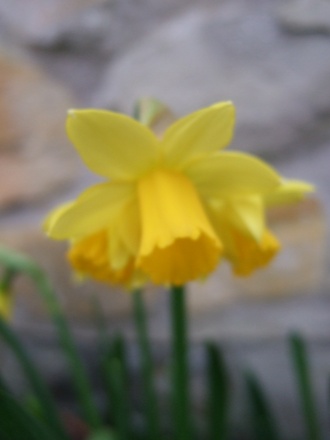 Tete a Tete (Narcissus Tete a Tete)