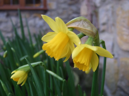 Tete a Tete (Narcissus Tete a Tete)