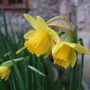 Tete a Tete (Narcissus Tete a Tete)