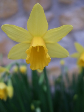 Tete a Tete (Narcissus Tete a Tete)