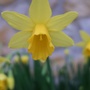 Tete a Tete (Narcissus Tete a Tete)