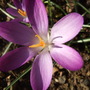 Purple_crocus