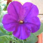 Petunia  (Petunia hybrida)