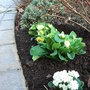 Double primroses