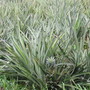 Pineapples
