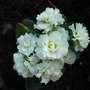 Primula__Dawn_Ansell_.jpg