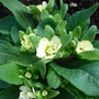 Primula__Buttermilk_.jpg
