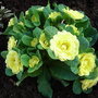 Primula__Butter_Yellow_.jpg
