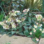 Helleborus x ericsmithii in full flower (Helleborus x ericsmithii)