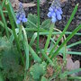 Muscari (Muscari)
