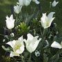 White Tulips in wheel barrow (Tulip)